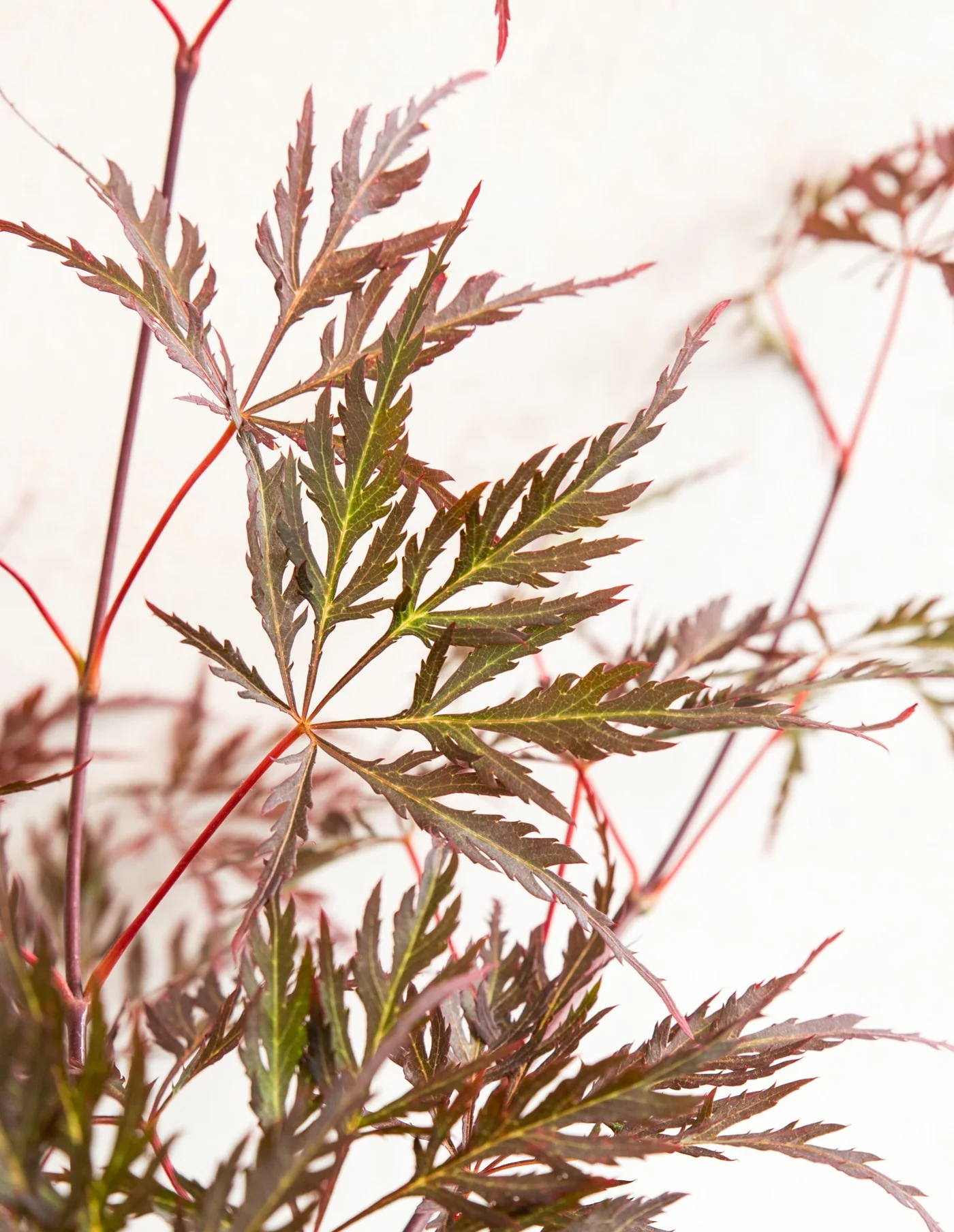 Acer palm. Garnet Tower - Image 6