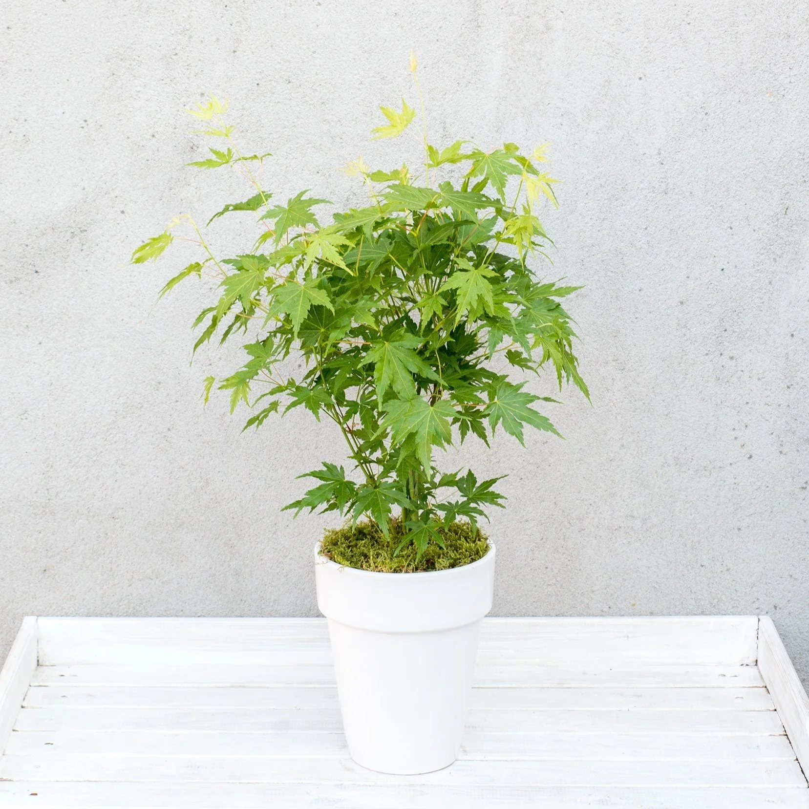 Acer palm. Going Green