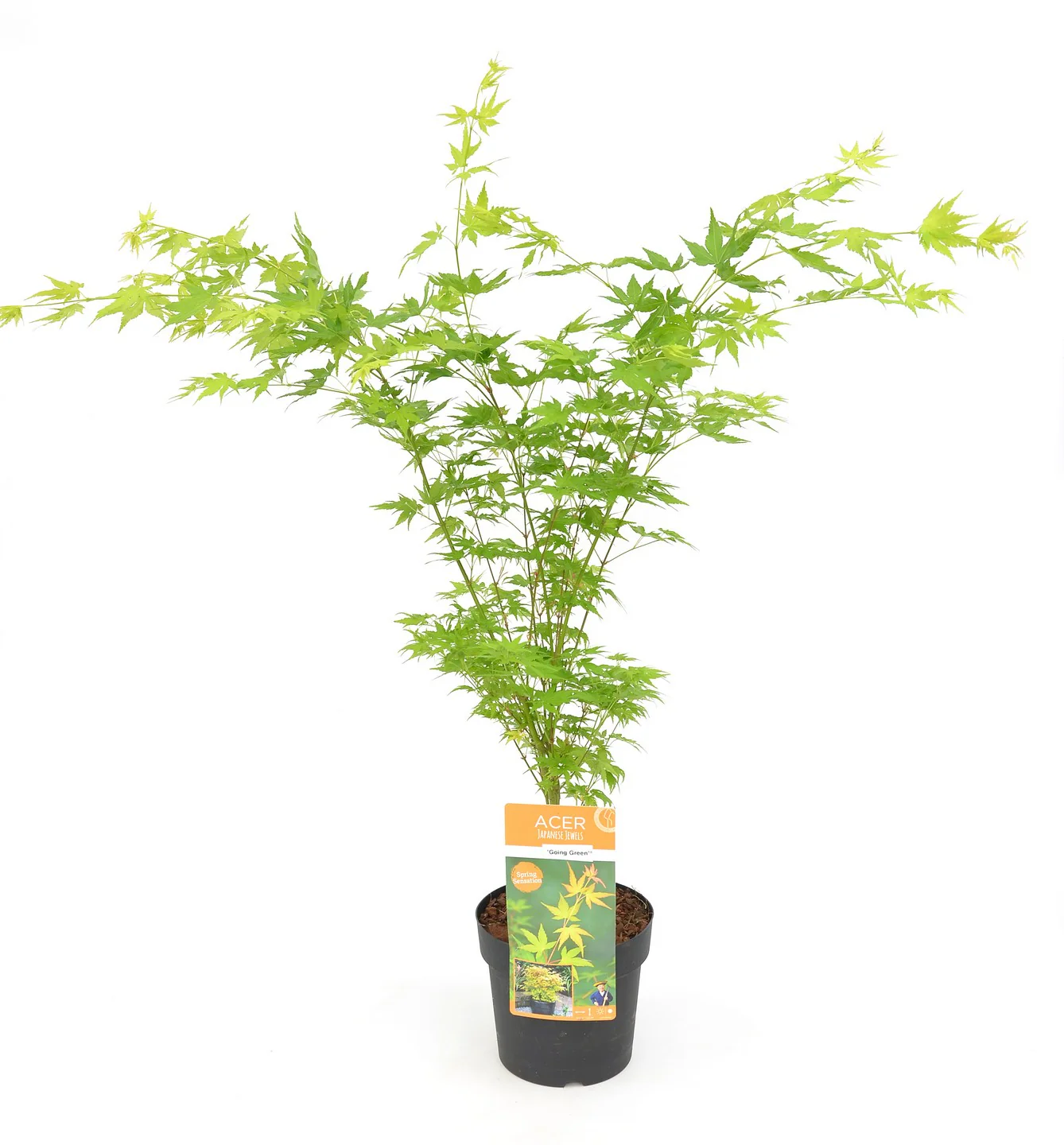 Acer palm. Going Green - Image 2