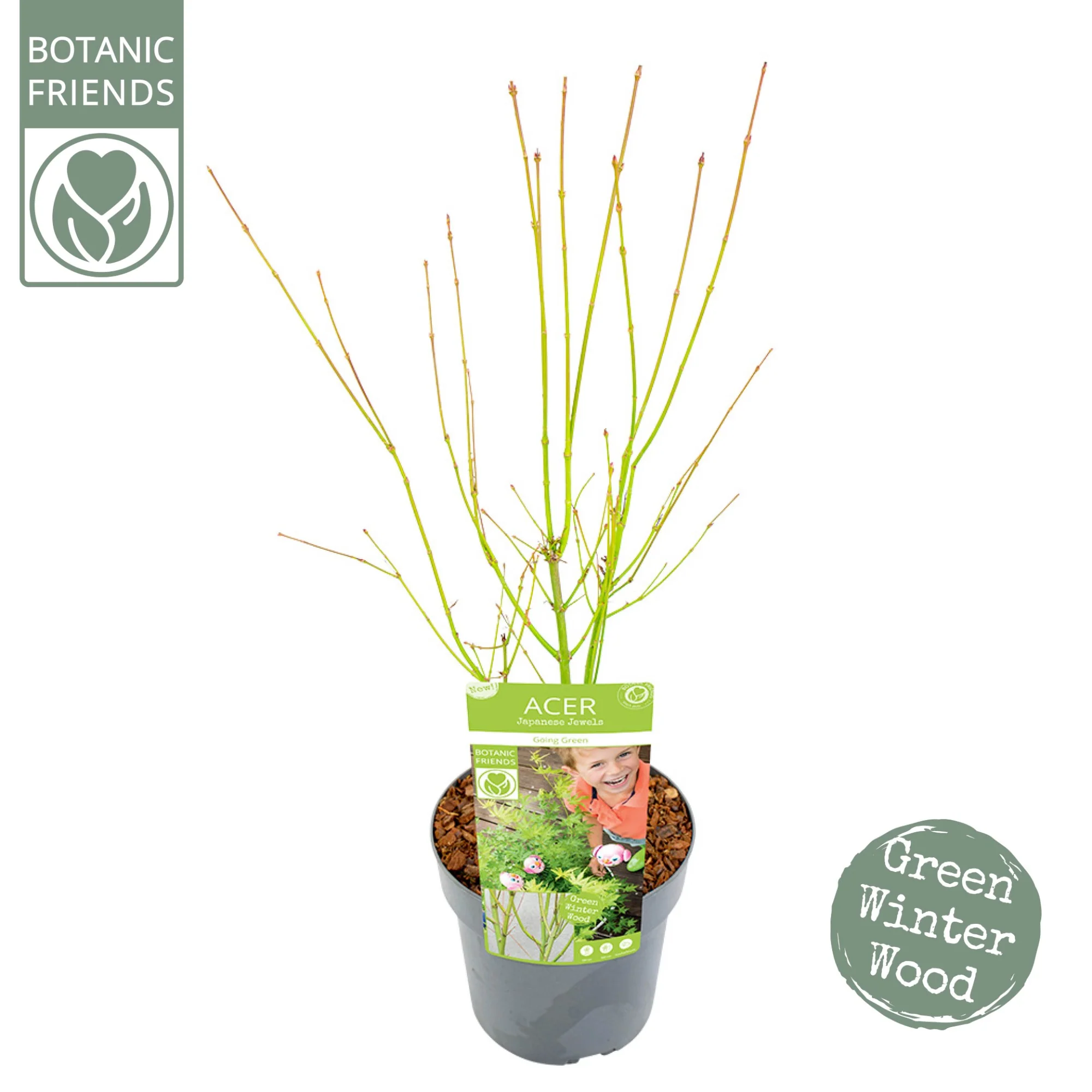 Acer palm. Going Green - Image 7