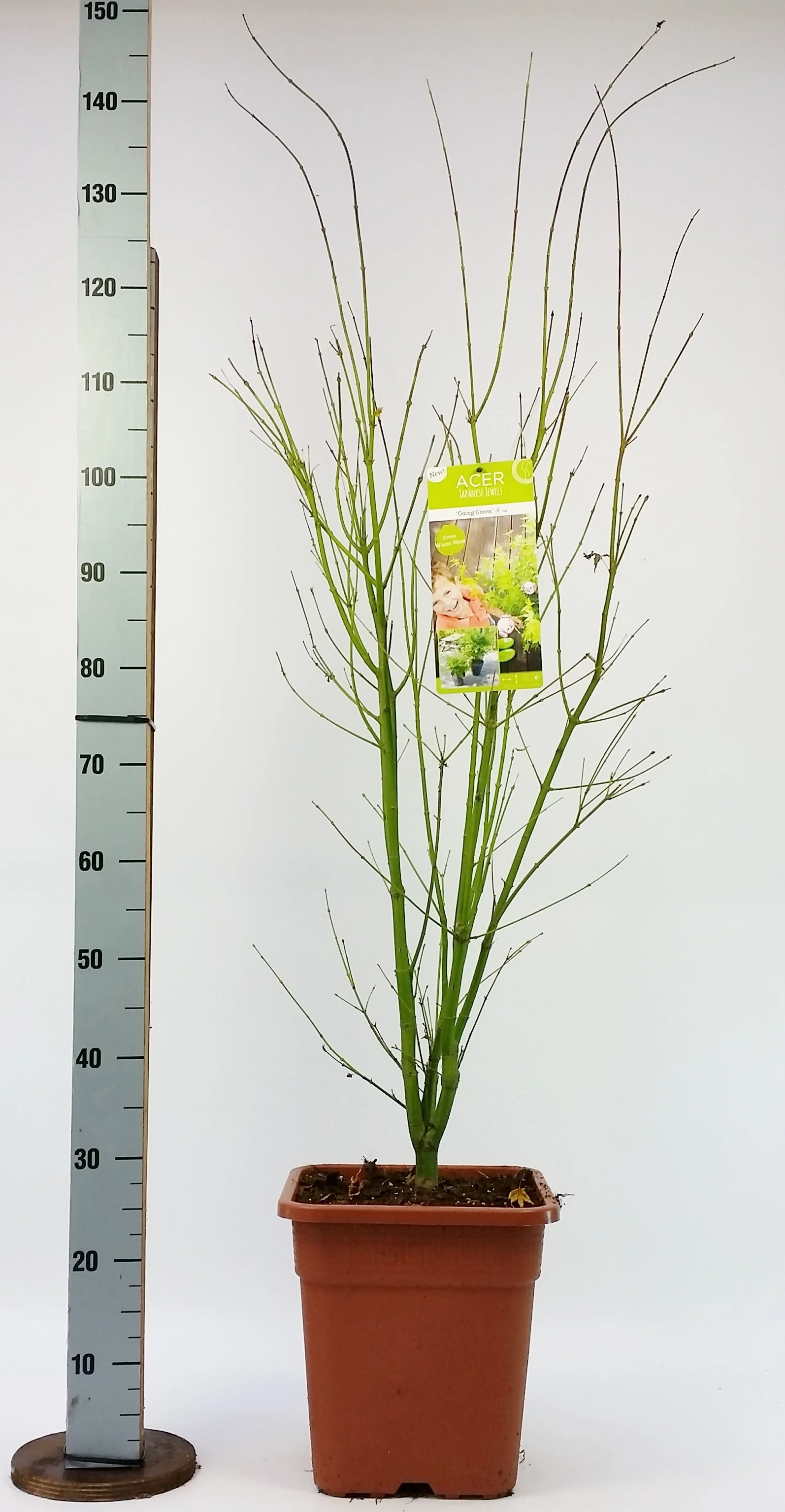ACER PALM. GOING GREEN  VQ  LT. 14