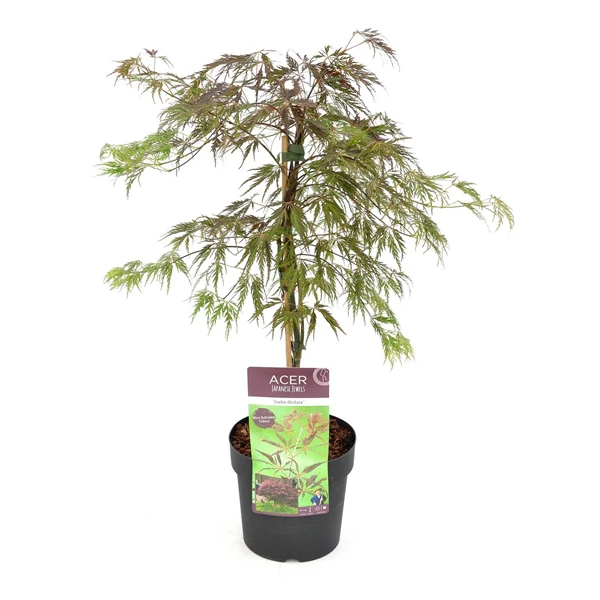 Acer palm. Inaba-shidare - Image 3