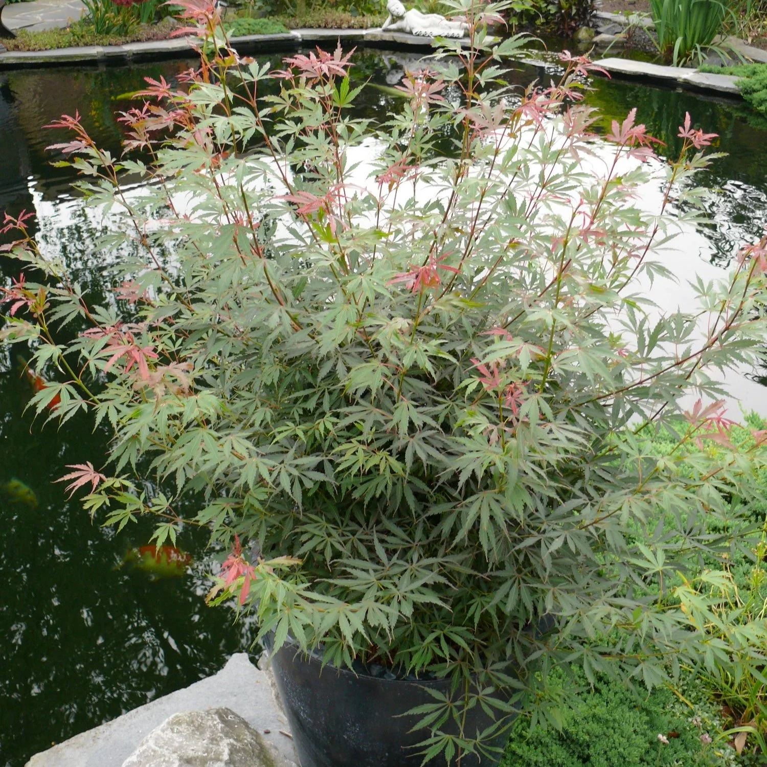 Acer palm. Jerre Schwartz - Image 2