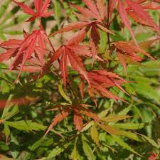 Acer palm. Jerre Schwartz - Image 3