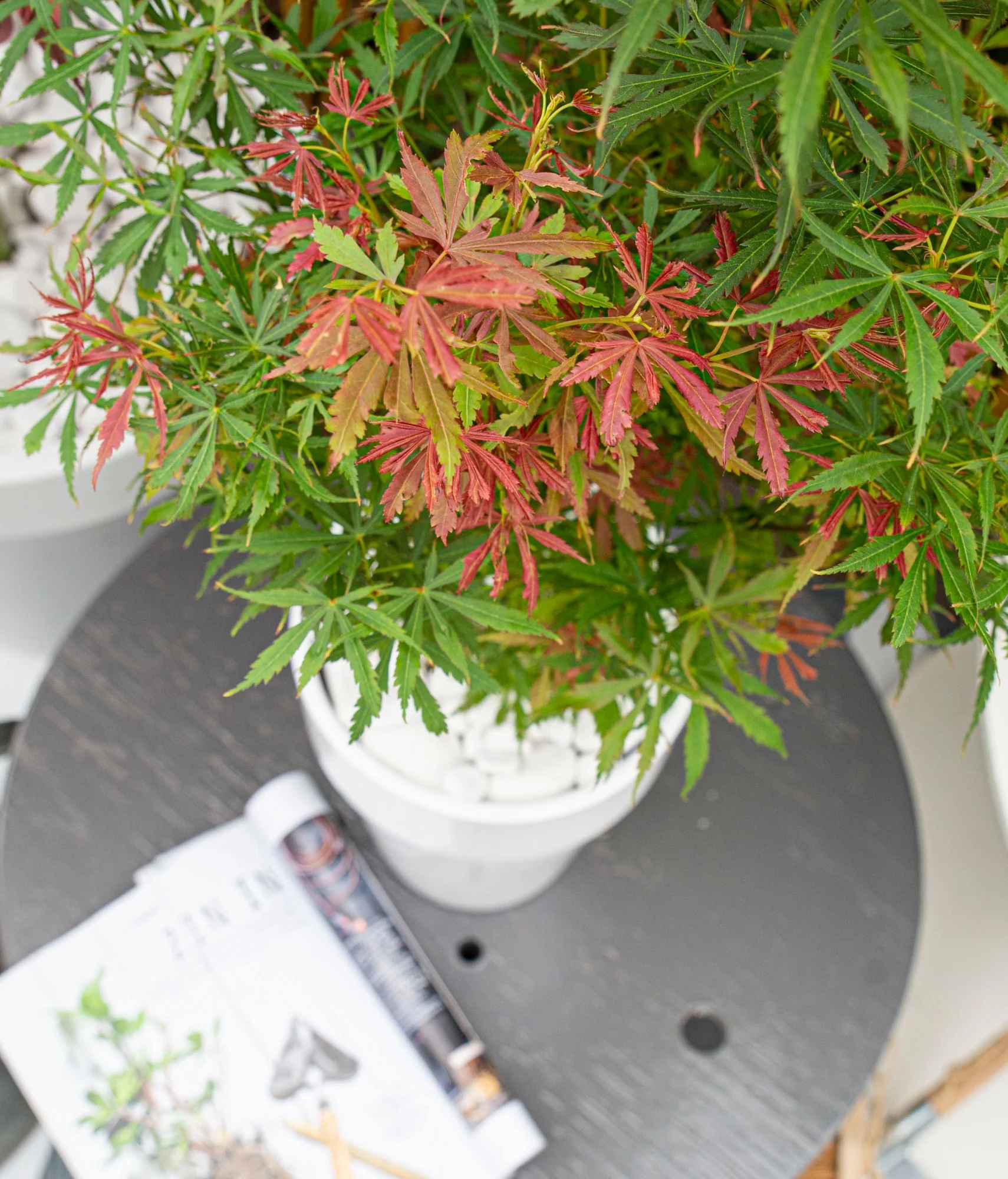Acer palm. Jerre Schwartz - Image 4