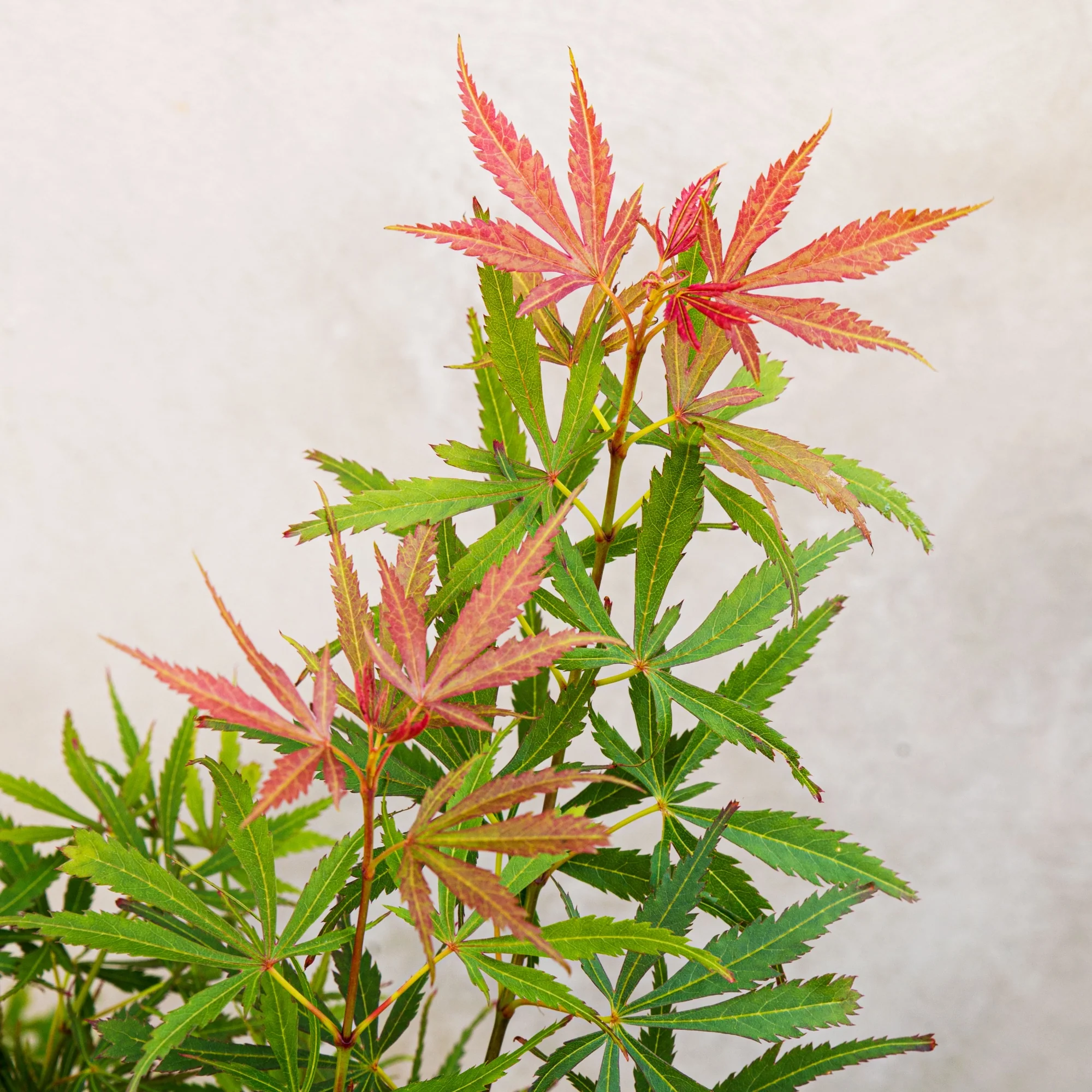 Acer palm. Jerre Schwartz - Image 8
