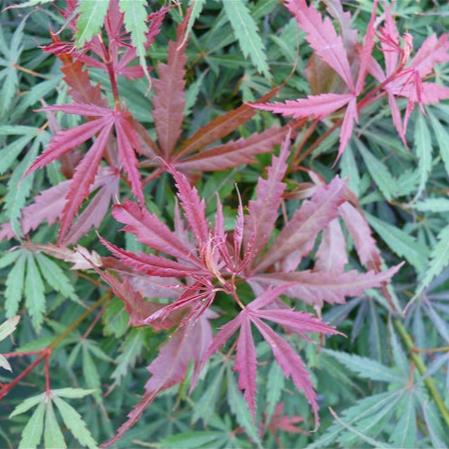Acer Palm. Jerre Schwartz