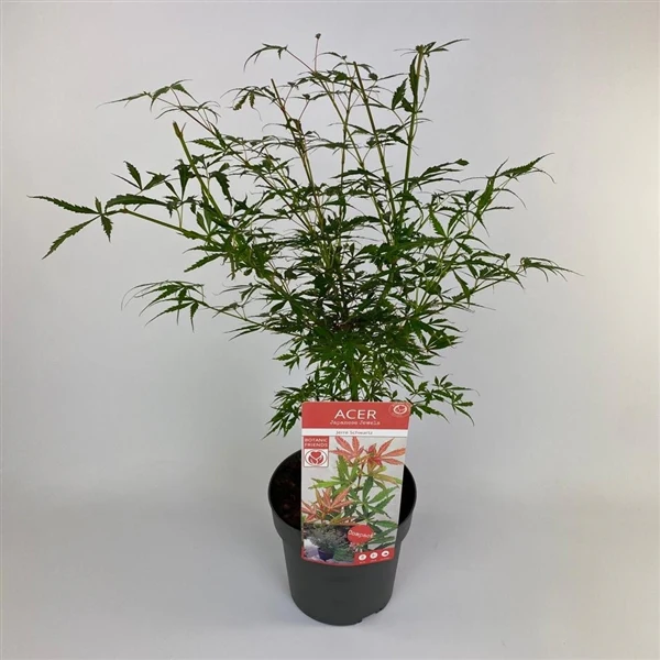 Acer Palm. Jerre Schwartz - Image 2