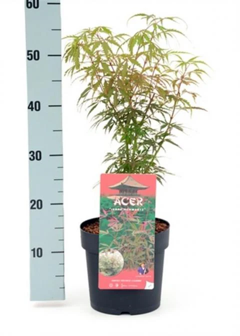 Acer Palm. Jerre Schwartz - Image 3