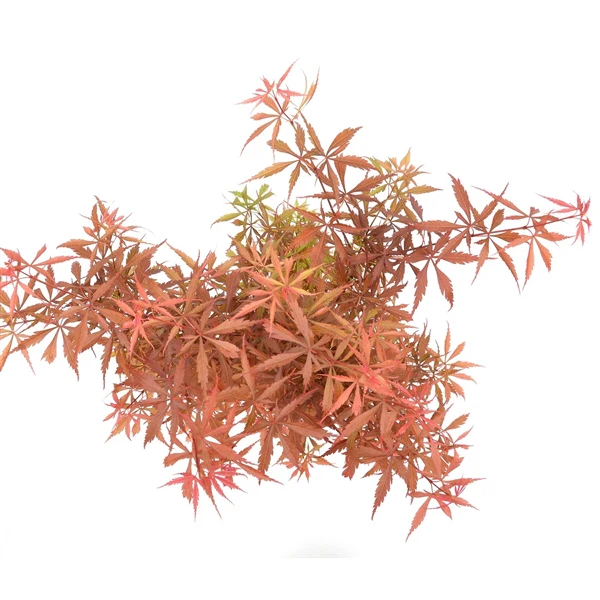 Acer Palm. Jerre Schwartz - Image 4