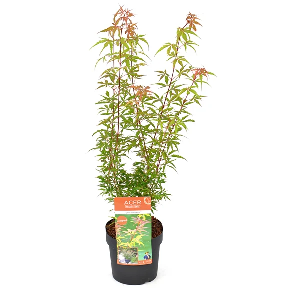Acer Palm. Jerre Schwartz - Image 5