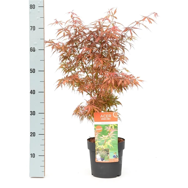 Acer Palm. Jerre Schwartz - Image 6