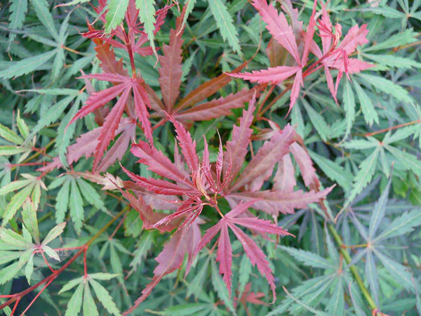 Acer palm. Jwerre Shwartz