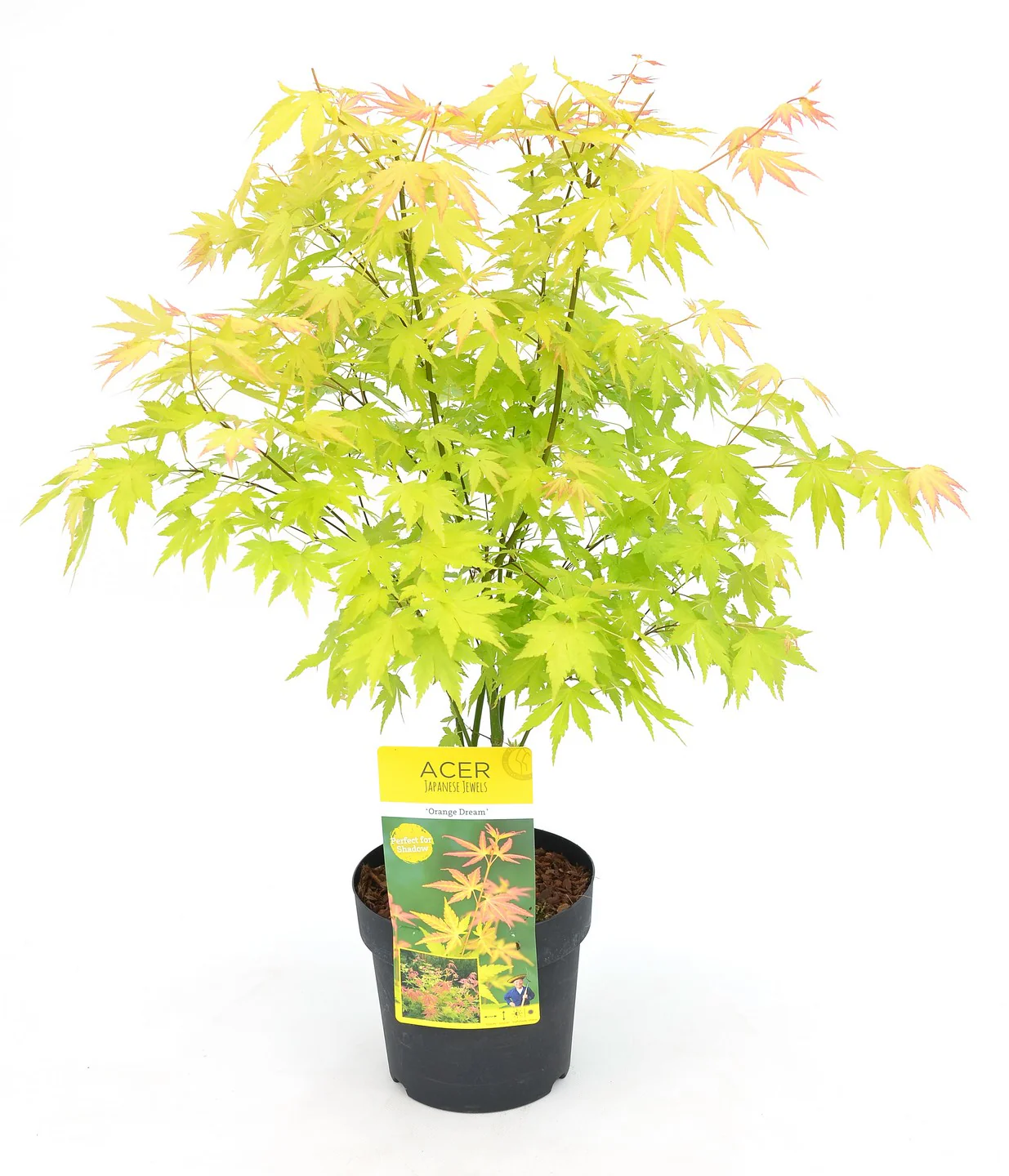 Acer palm. Orange Dream - Image 2