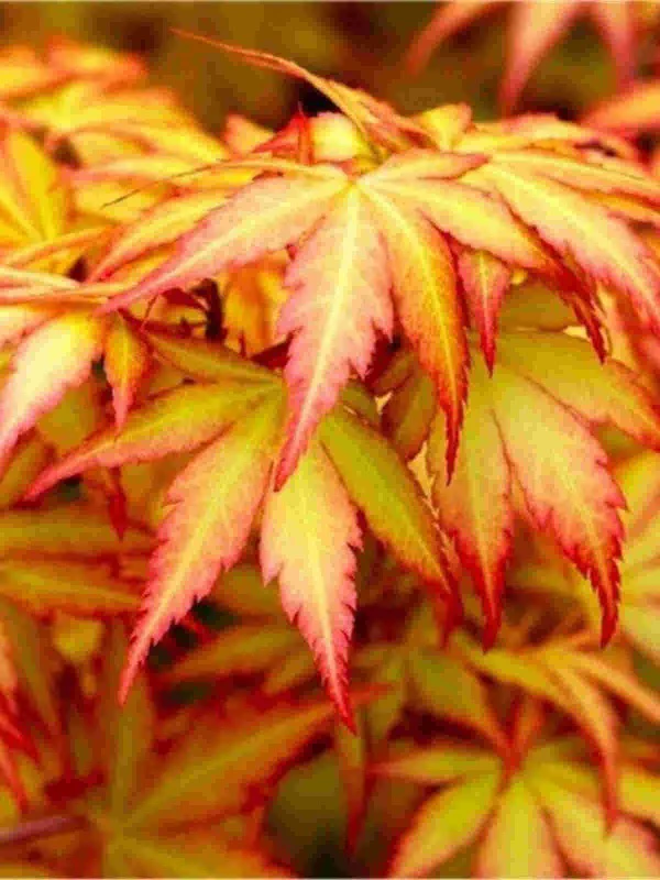 Acer palm. Orange Dream - Image 3