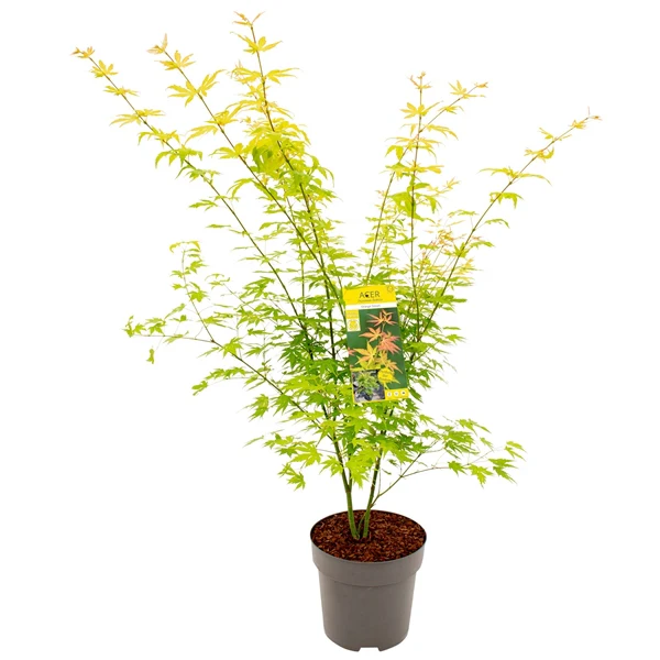 Acer palm. Orange Dream - Image 2
