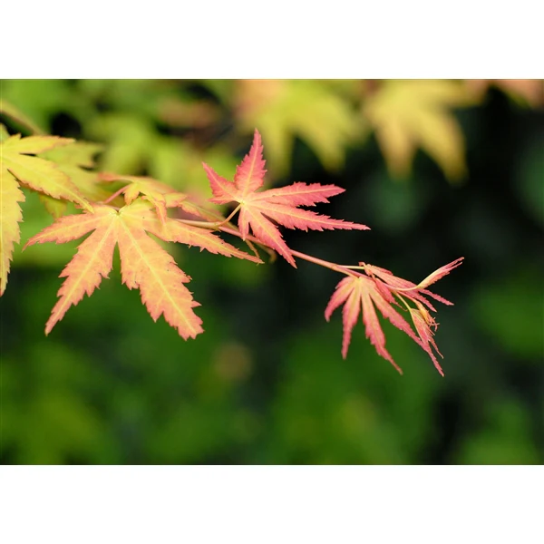 Acer palm. Orange Dream - Image 3