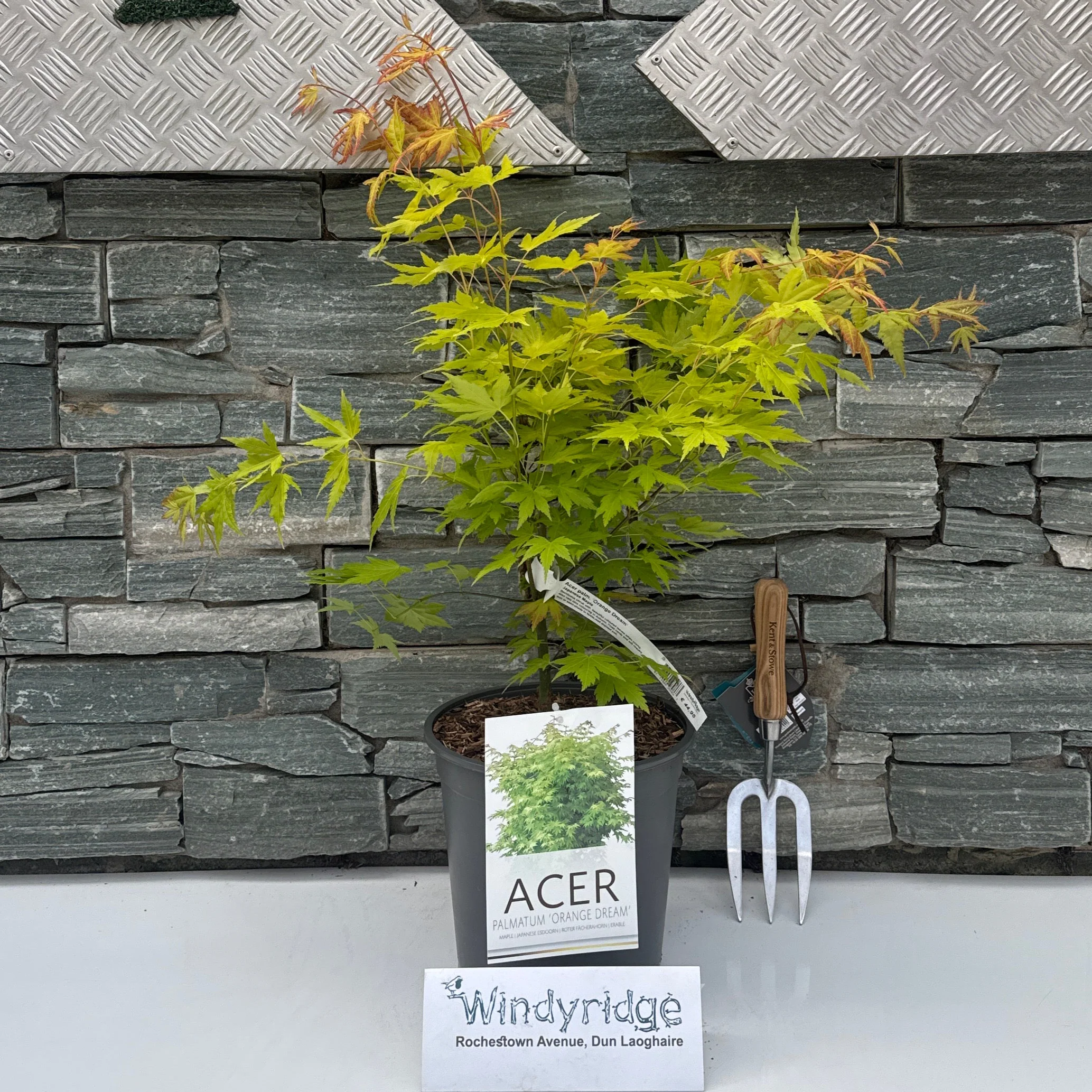 Acer palm. Orange Dream  60-80 CM C6.5 - Image 2