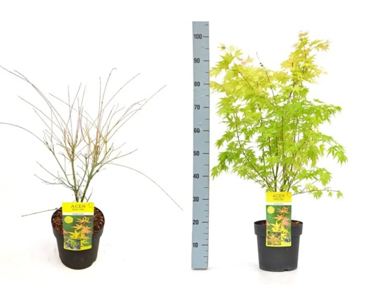 Acer palm. 'Orange Dream' C6.5 - Image 2