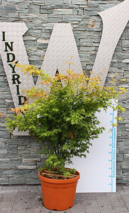 ACER PALM. ORANGE DREAM CLT 15 / 18