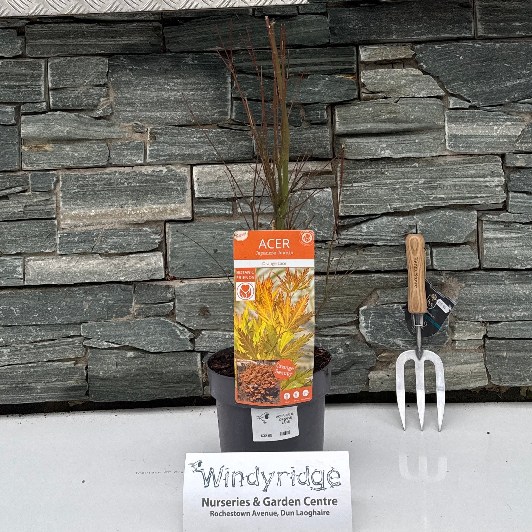 ACER PALM. ORANGE LACE