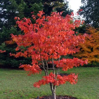 ACER palm. Osakazuki