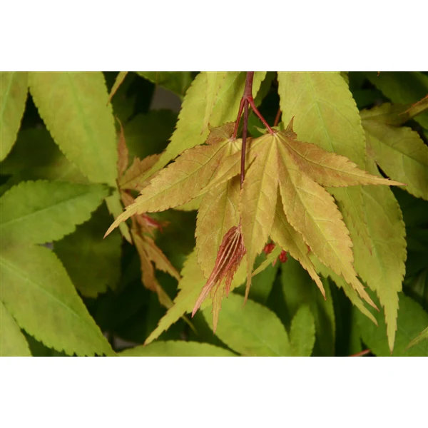 ACER palm. Osakazuki - Image 2