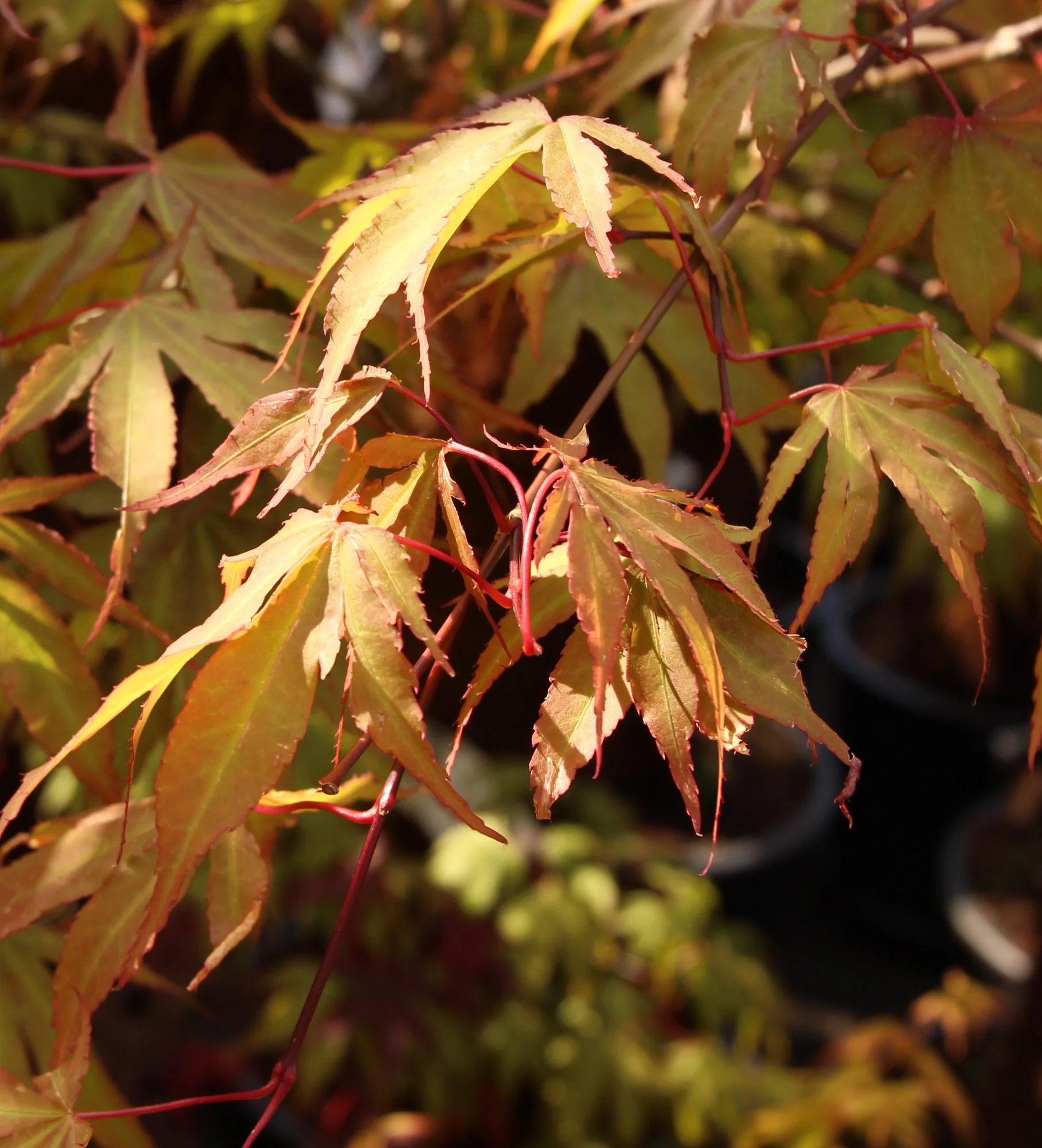 ACER palm. Osakazuki - Image 3