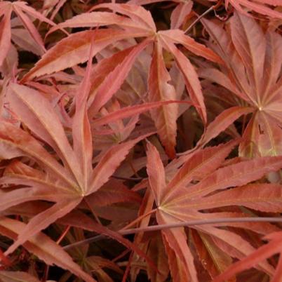 Acer palm. Peve Dave - Image 3