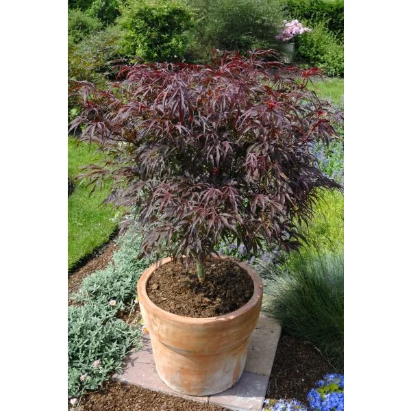 Acer palm. Peve Dave - Image 4