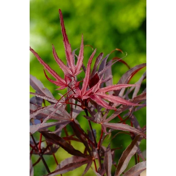 Acer palm. Peve Dave - Image 5