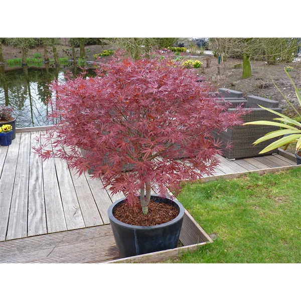 Acer palm. Peve Dave - Image 6