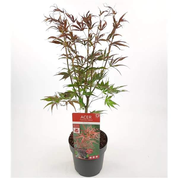 Acer palm. Peve Dave - Image 7