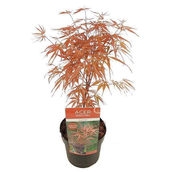 Acer palm. Peve Dave - Image 8