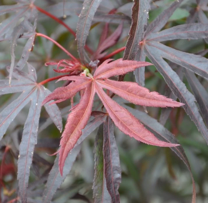 ACER PALM. PEVE DAVE VQ LT. 14