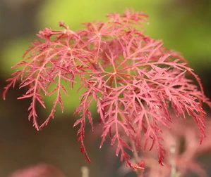 Acer palm. Red Feathers