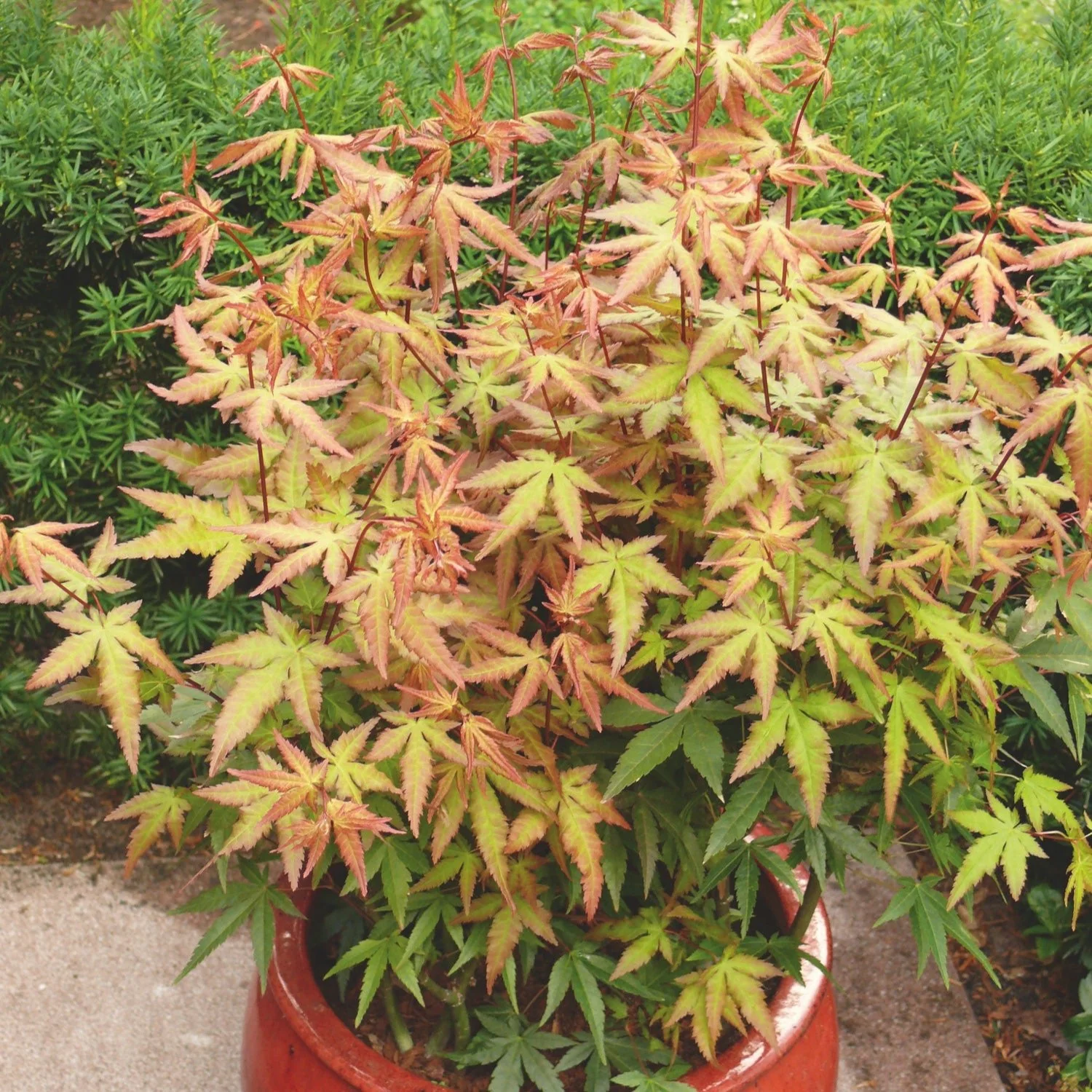 Acer palm. Redwine