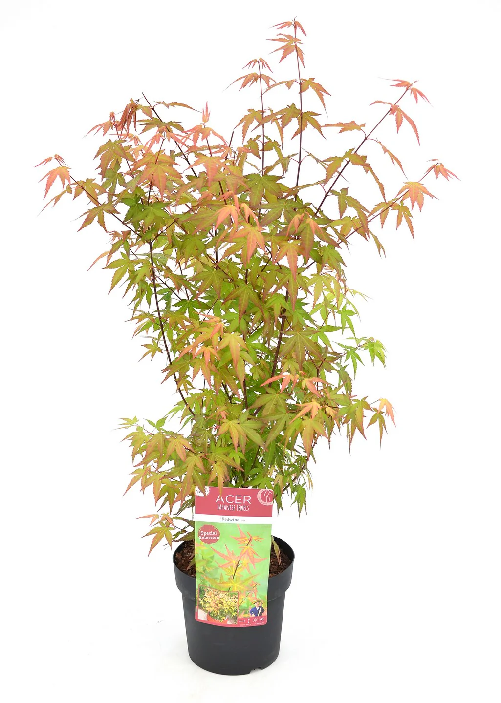 Acer palm. Redwine - Image 2