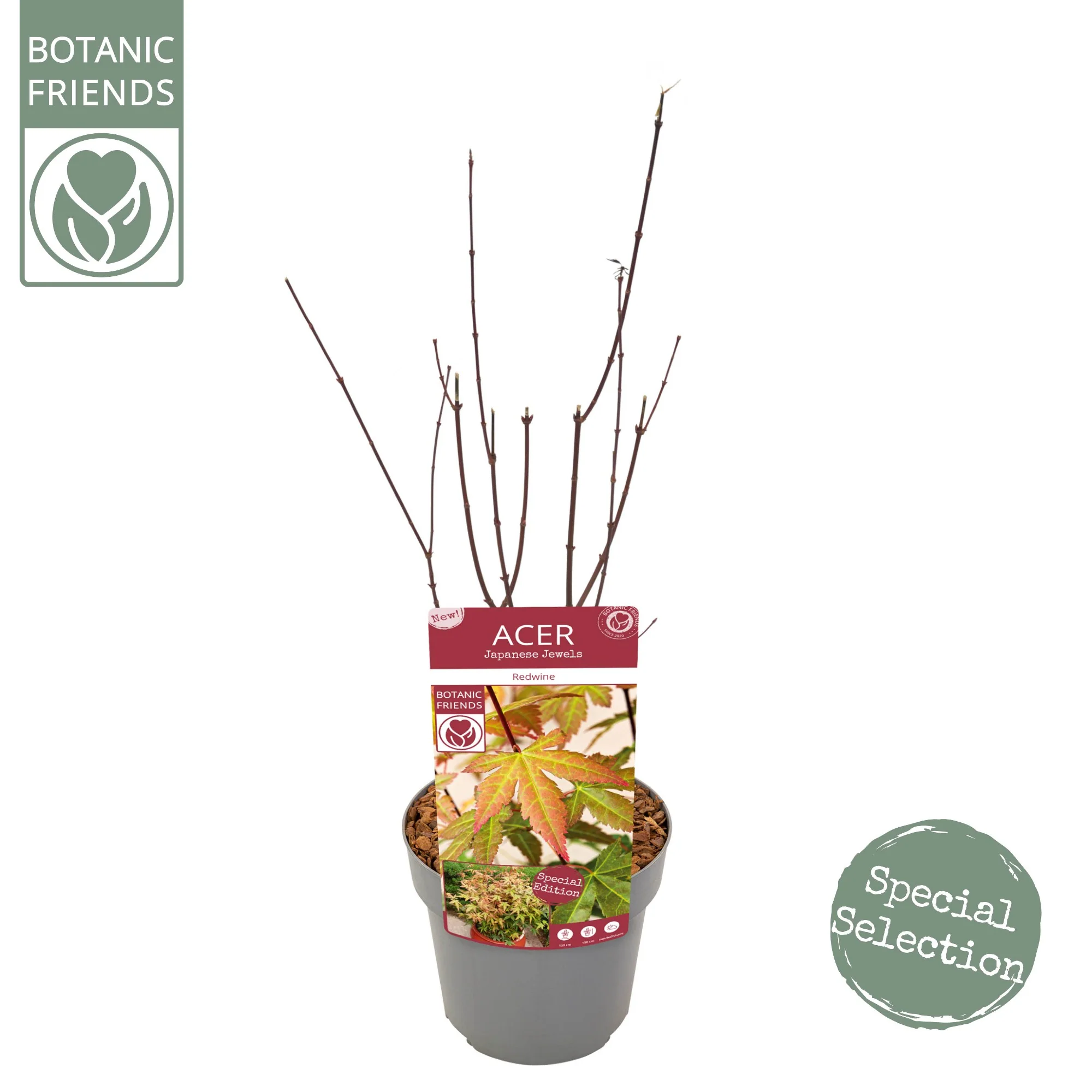 Acer palm. Redwine - Image 3