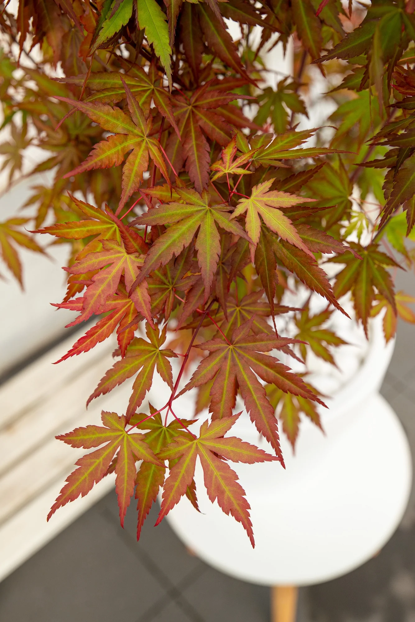 Acer palm. Redwine - Image 4