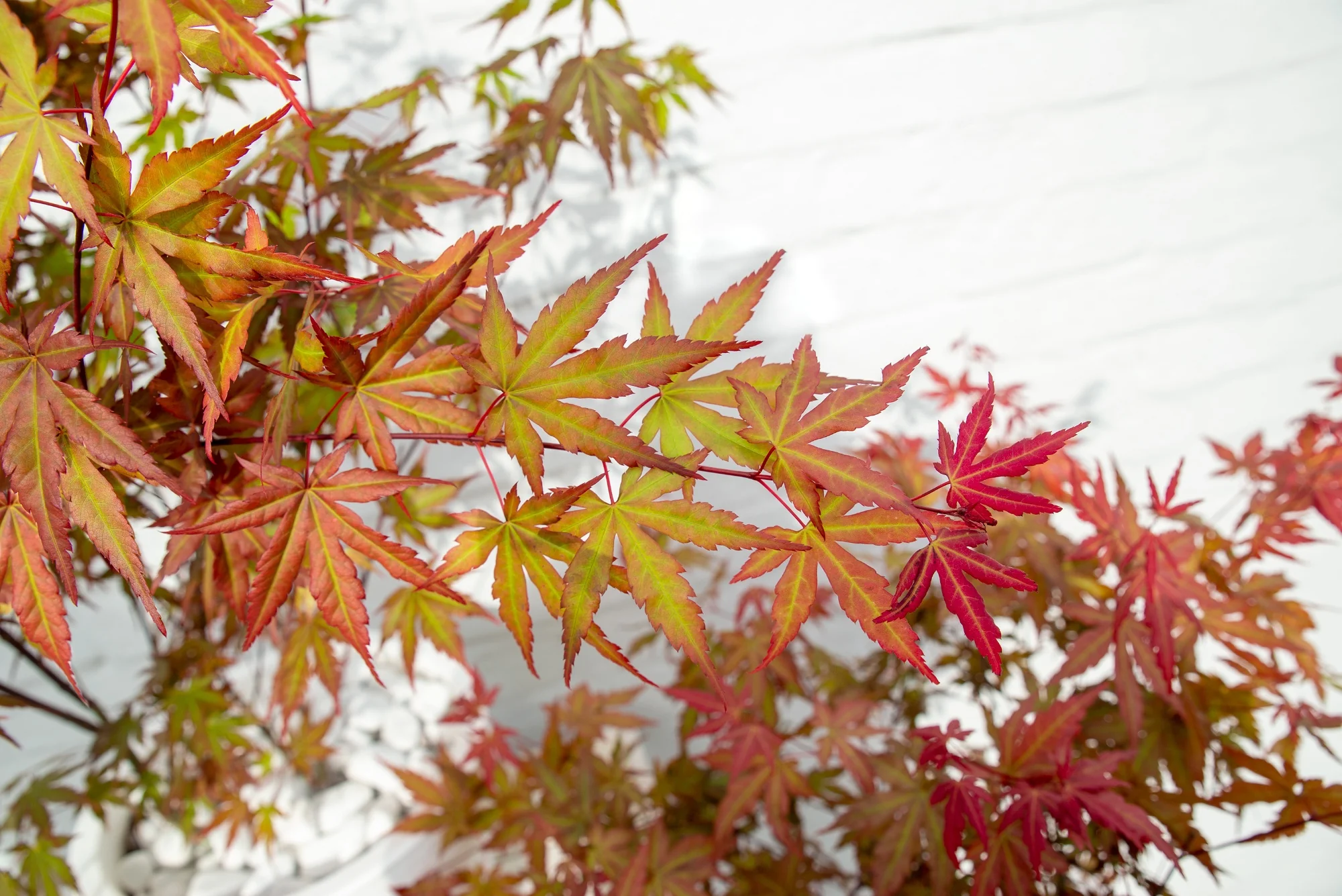 Acer palm. Redwine - Image 5