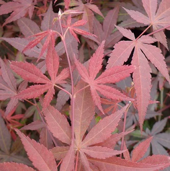 Acer palm. Redwine