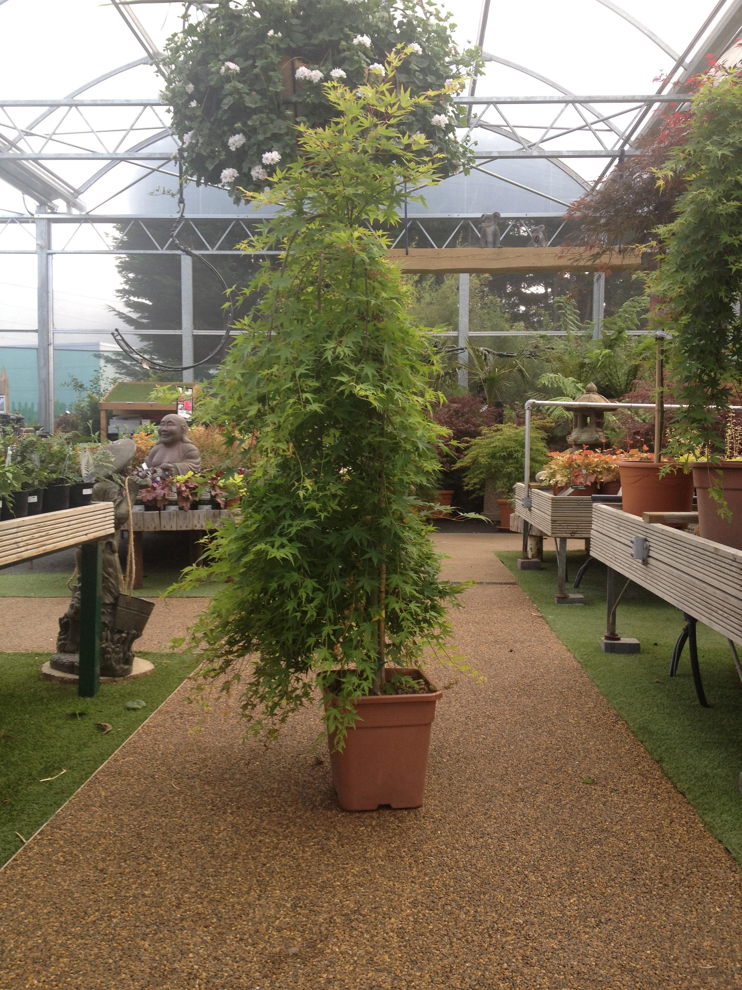ACER PALM. RYU SEN  (PENDULA) VQ  LT. 18  TRONCO 90 CM   1/2 STD