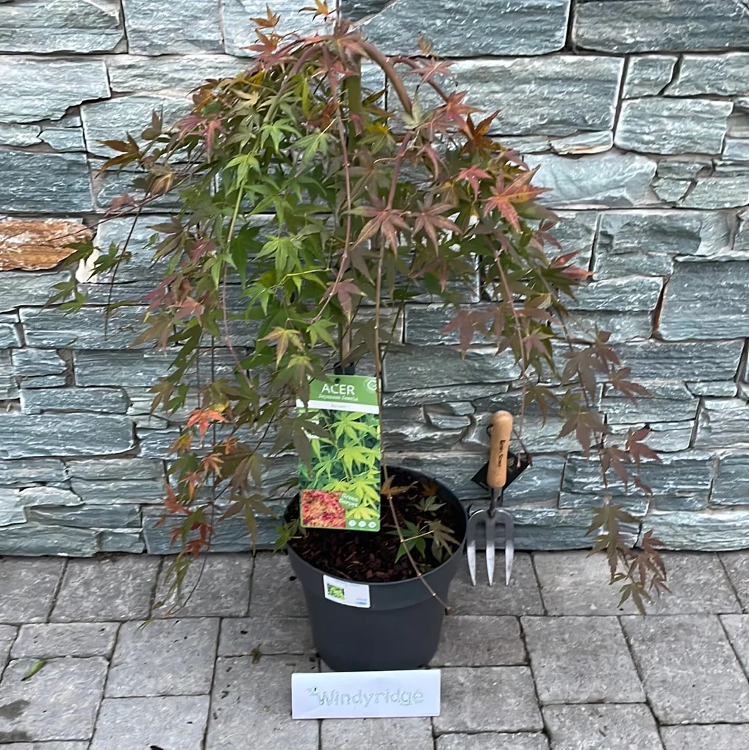 Acer palm. Ryusen - Image 2