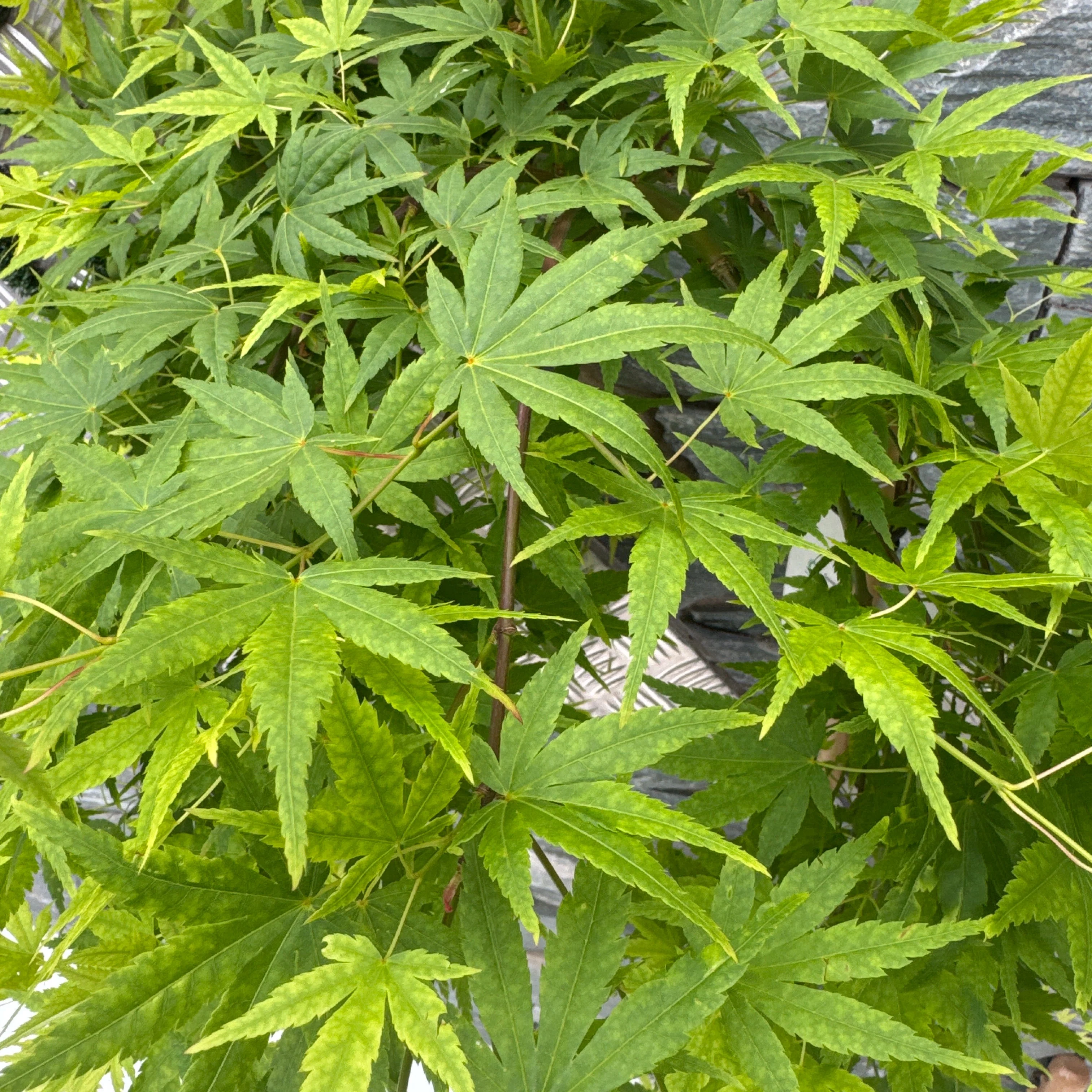 Acer palm. Ryusen  80 CM STEM C5 - Image 2