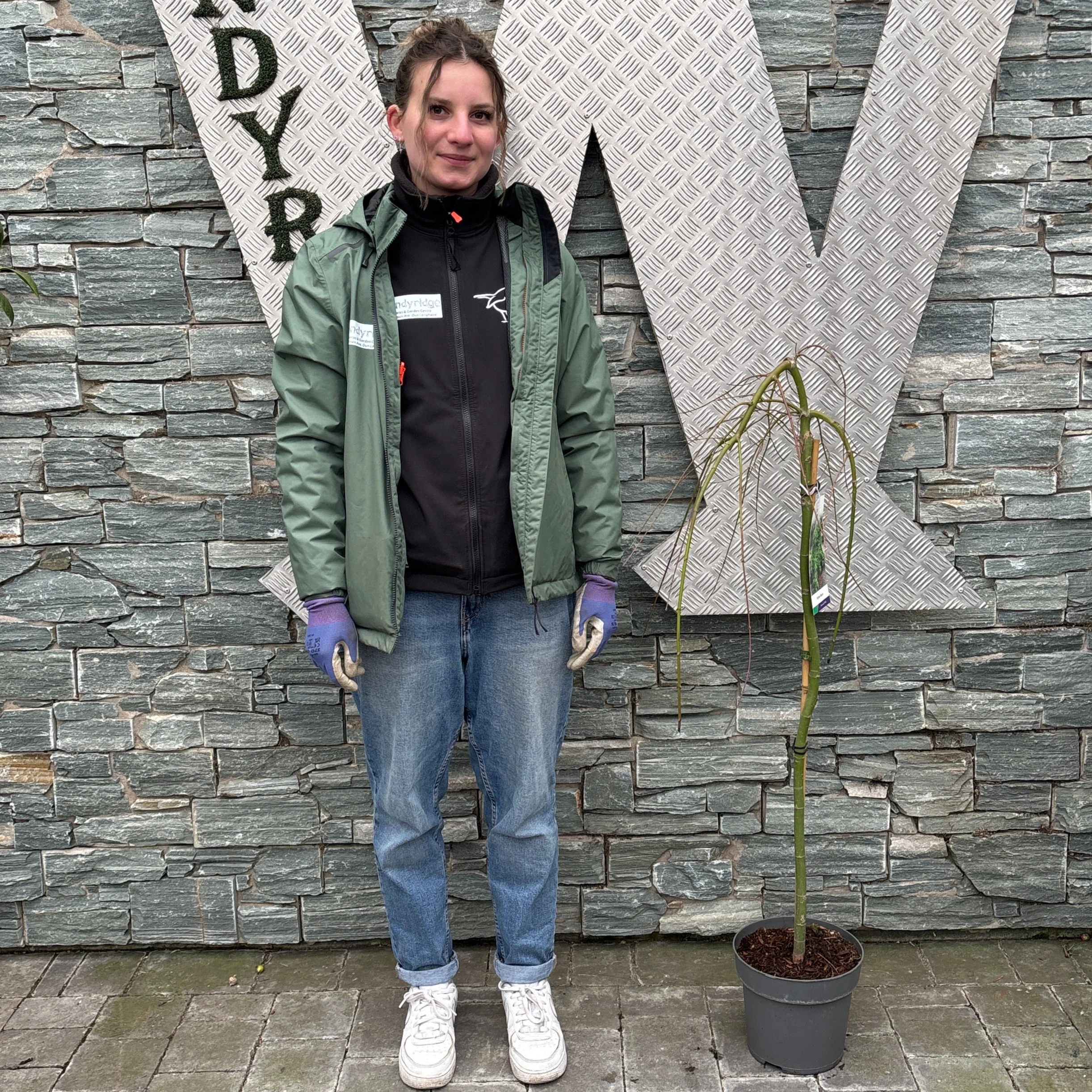 Acer palm. Ryusen  80 CM STEM C5 - Image 3