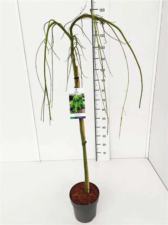 Acer palm. Ryusen  80 CM STEM C5 - Image 4