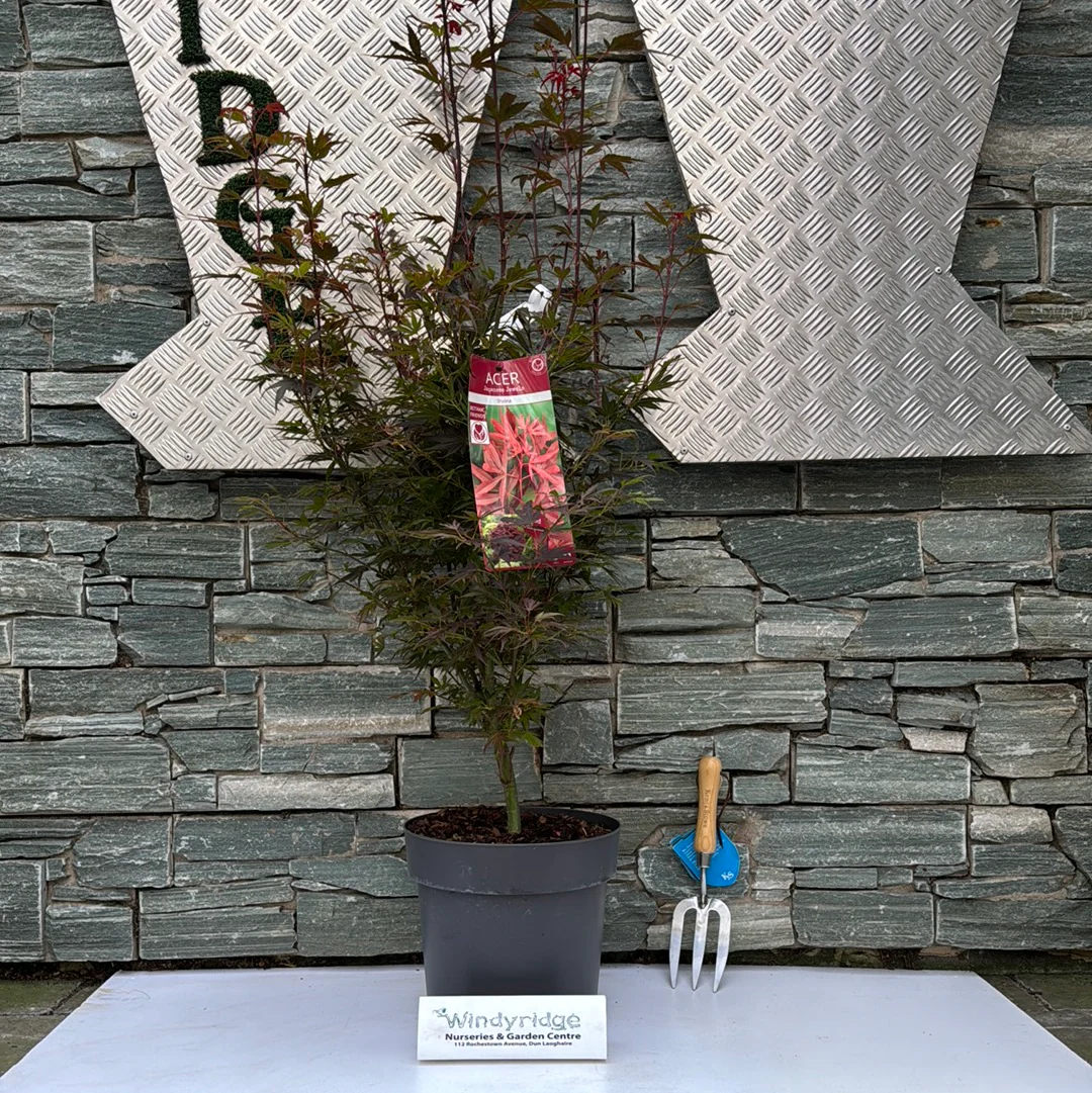 Acer palm. Shaina  10 Ltr pot - Image 2