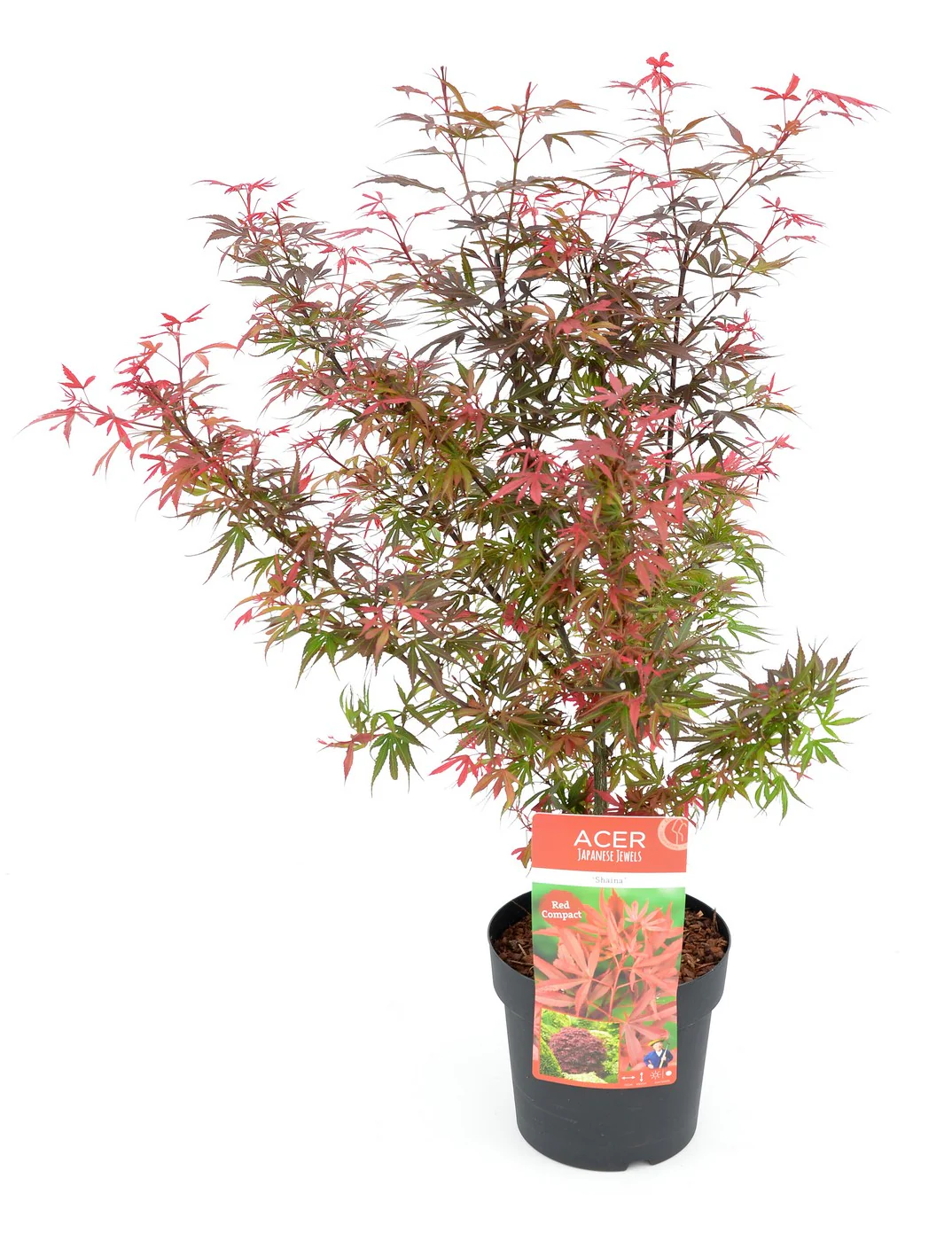 Acer palm. Shaina - Image 3