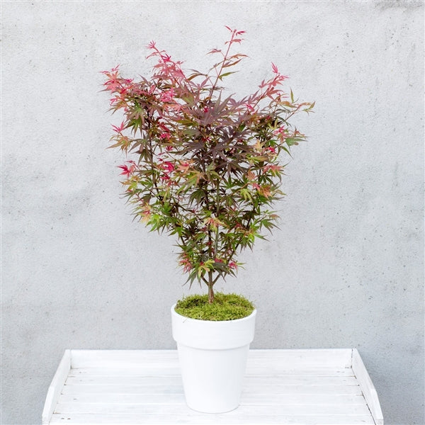 Acer palm. Shaina - Image 4
